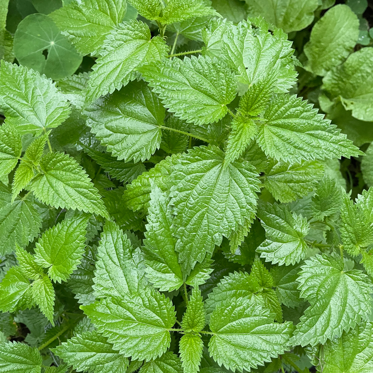 Ziggy's Wild Foods Wild Stinging Nettle & Fingerlime Hot Sauce 200ml