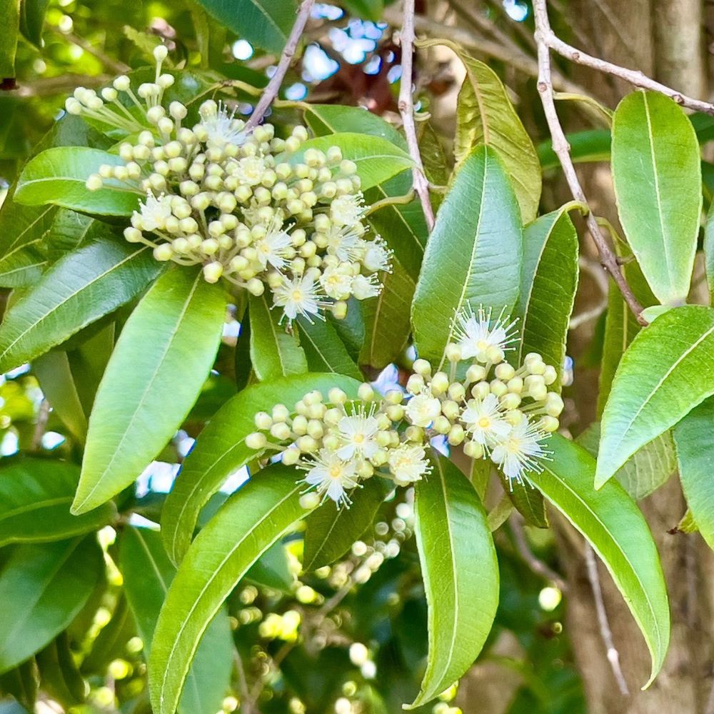 Ziggy's Wild Foods Wild Lemon Myrtle & Pineapple Hot Sauce 270ml