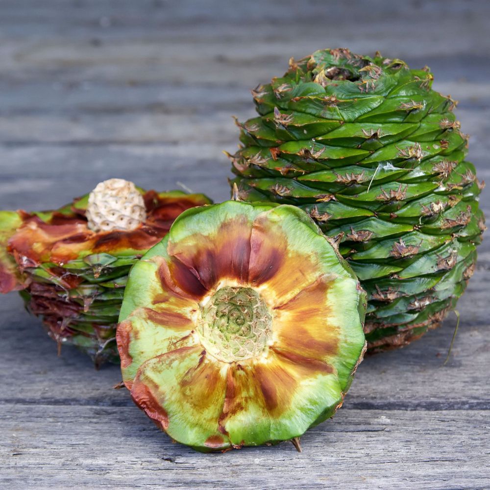 Ziggy's Wild Foods Wild Bunya Nut & Honey Miso 200g