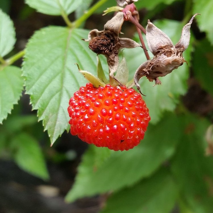 Ziggy's Wild Foods Wild Native Raspberry Balsamic Vinegar 270ml