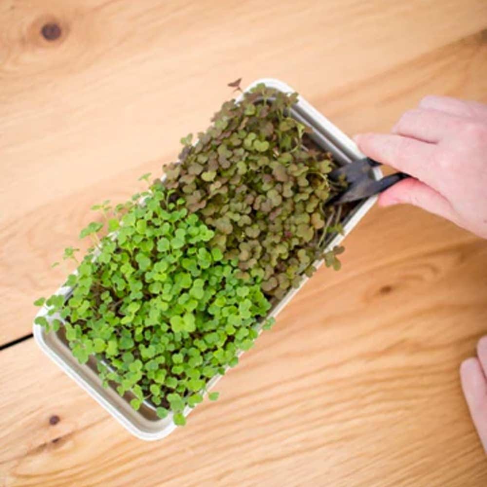 Micropod Harvesting Snips