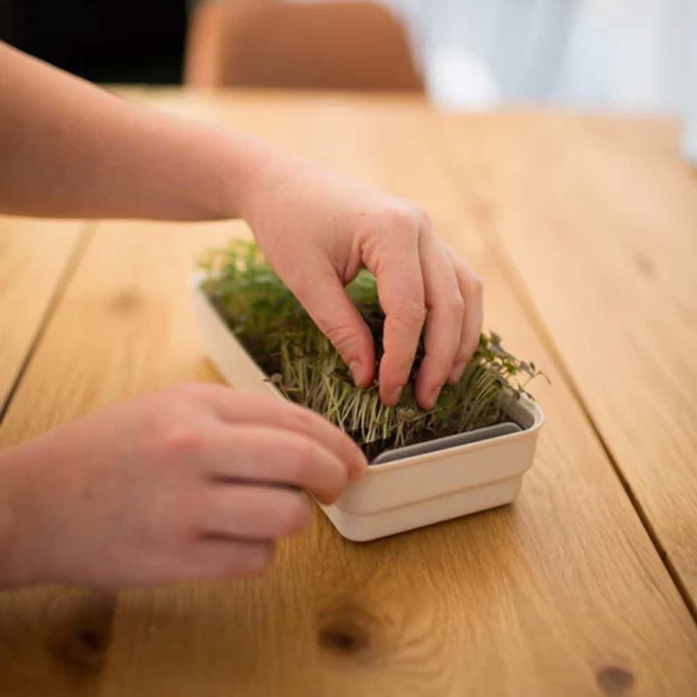 Micropod Harvesting Snips