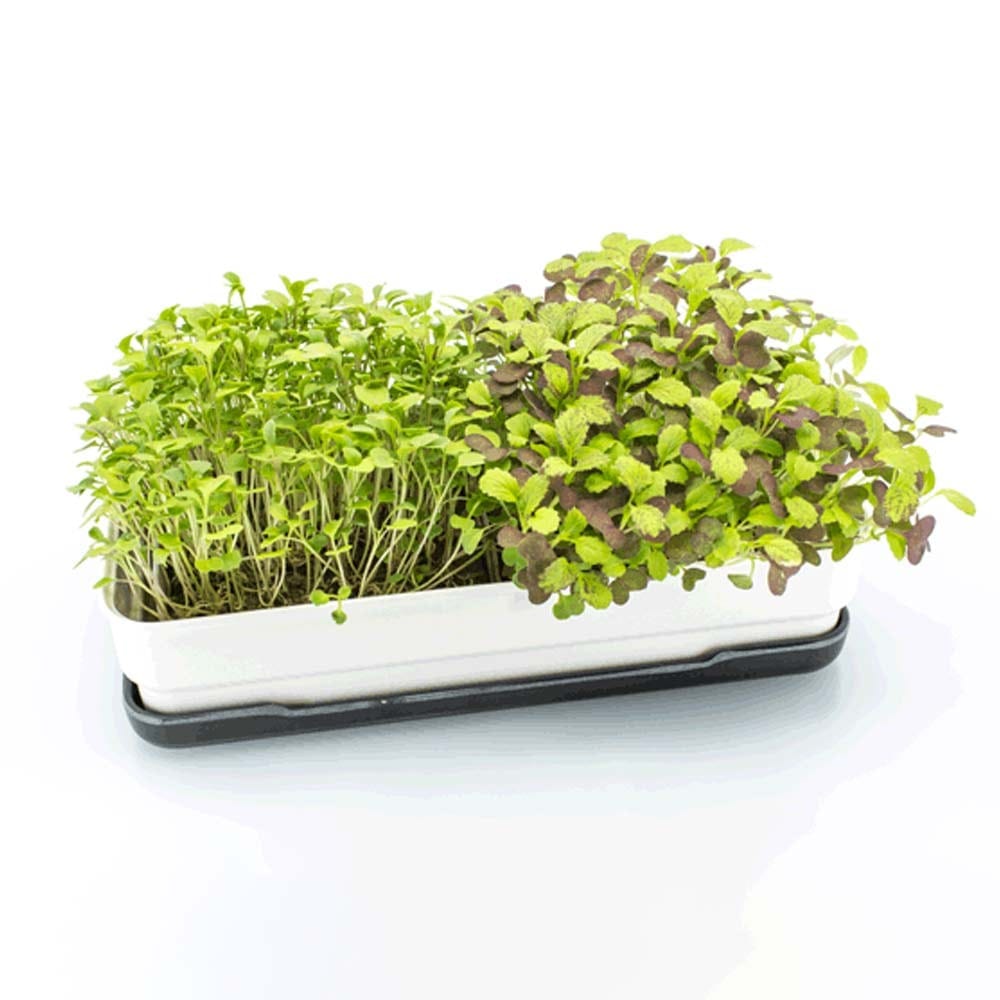 Micropod Microgreen Starter Kit - Seafoam