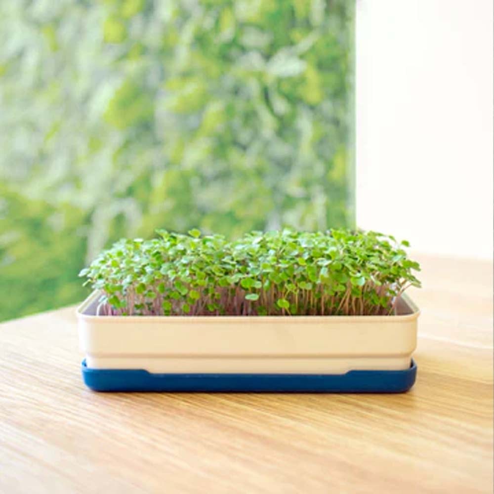 Micropod Microgreen Starter Kit - Seafoam