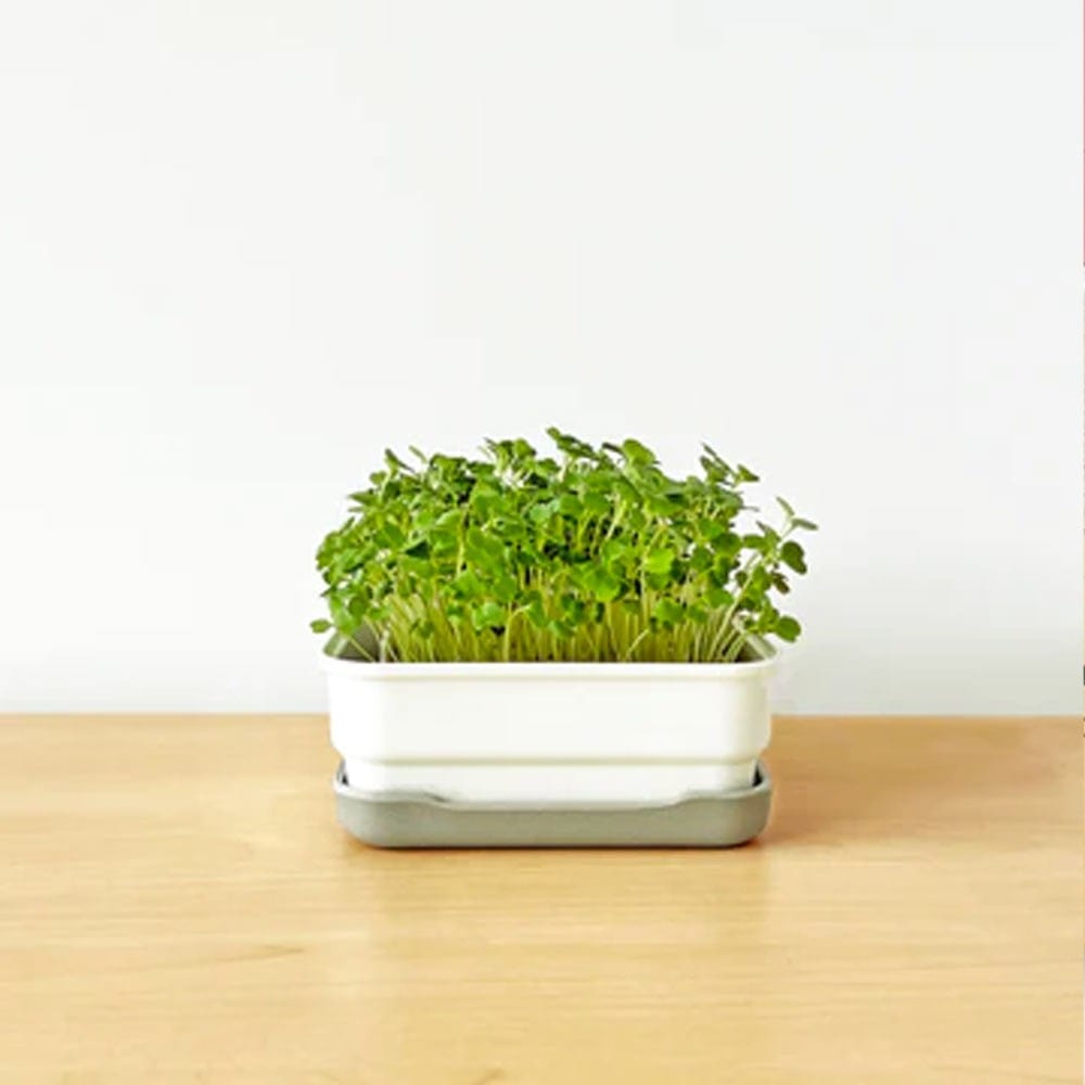 Micropod Mini Starter Kit - Stone
