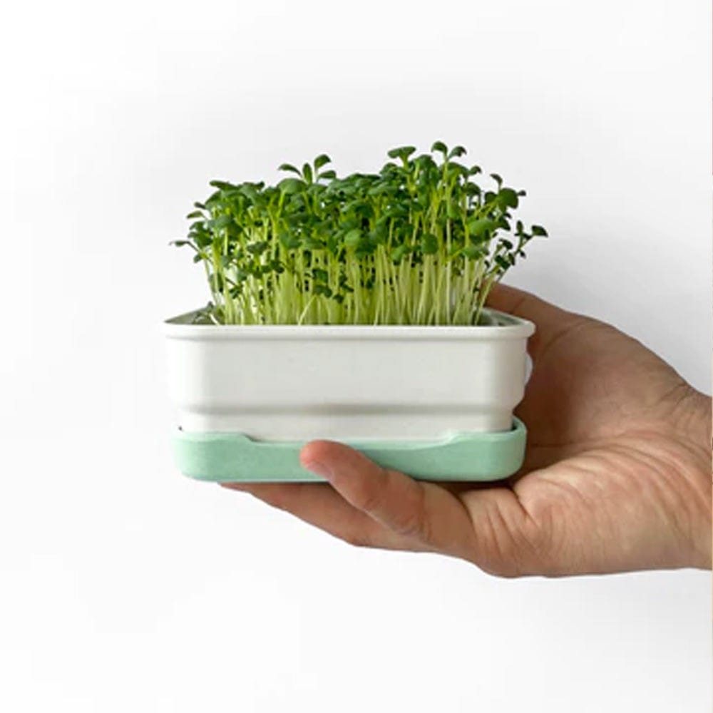 Micropod Mini Starter Kit - Stone