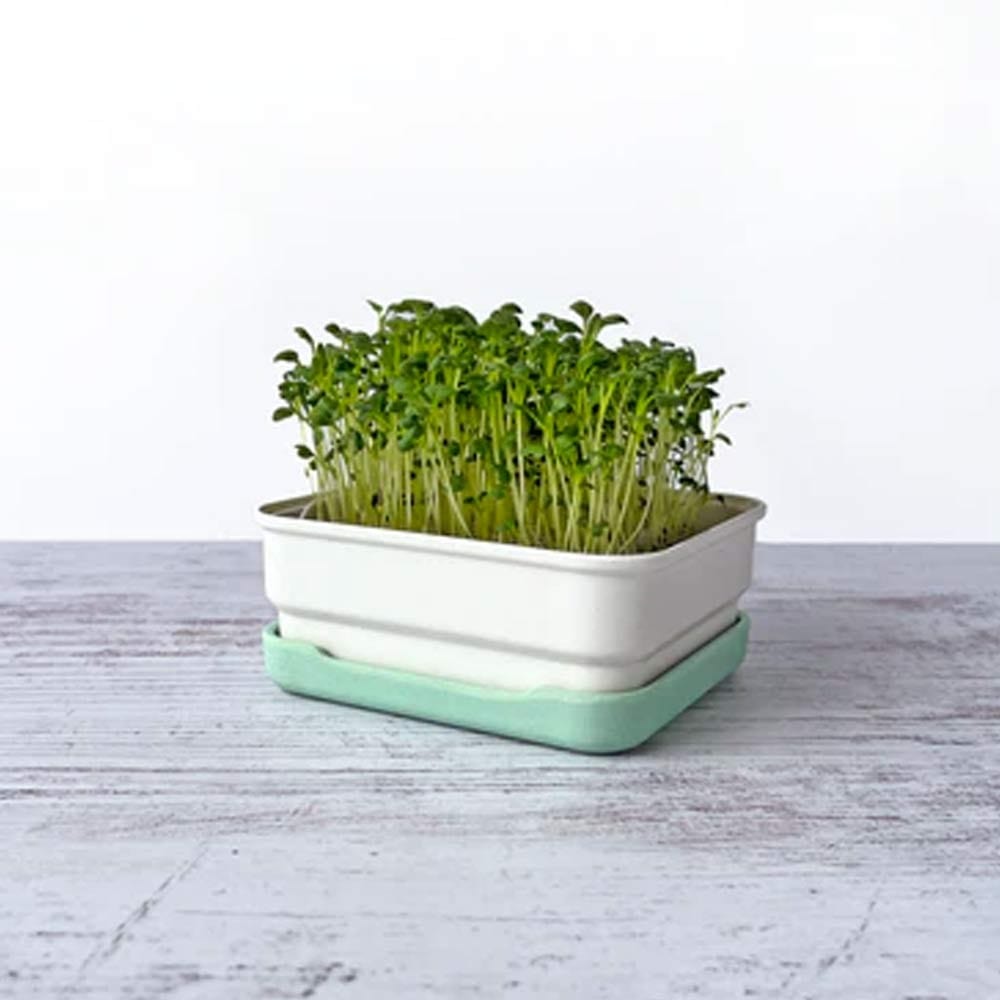 Micropod Mini Starter Kit - Stone