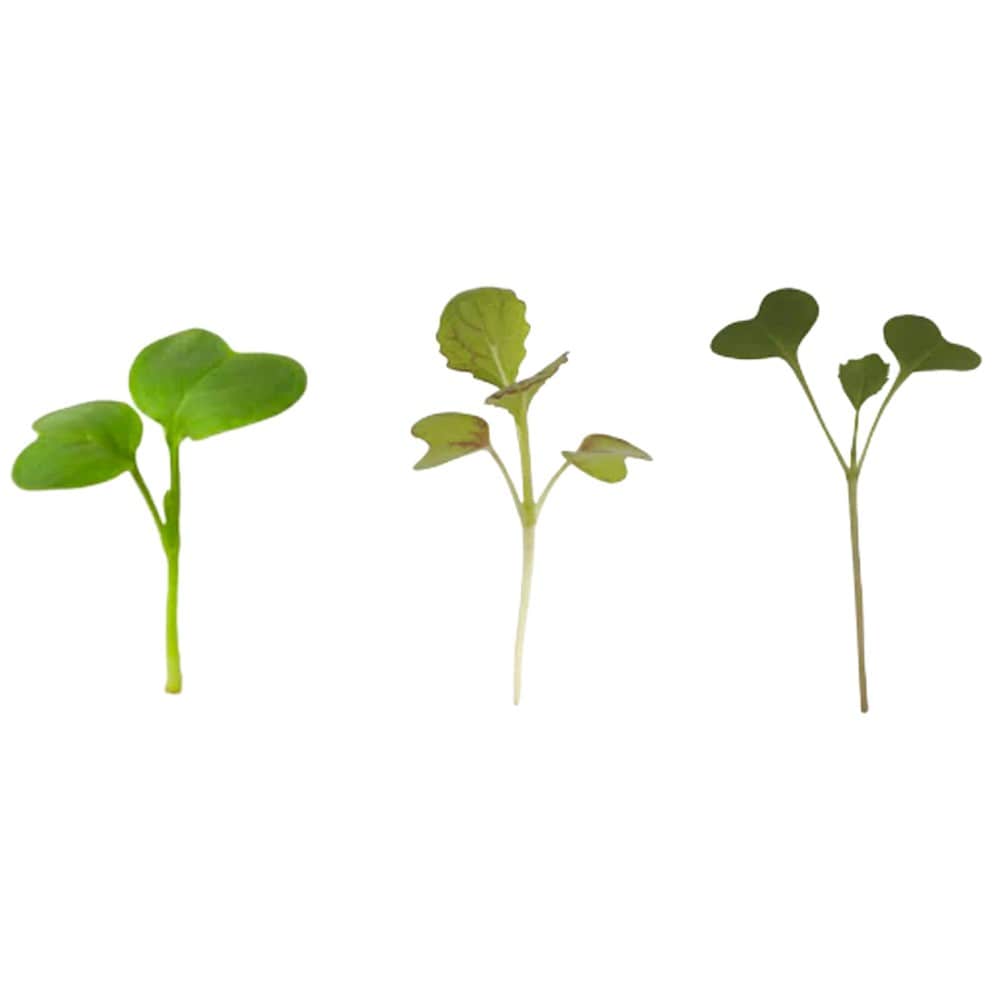 Micropod Seedmats - Mixed Pack 2 (pack of 12)