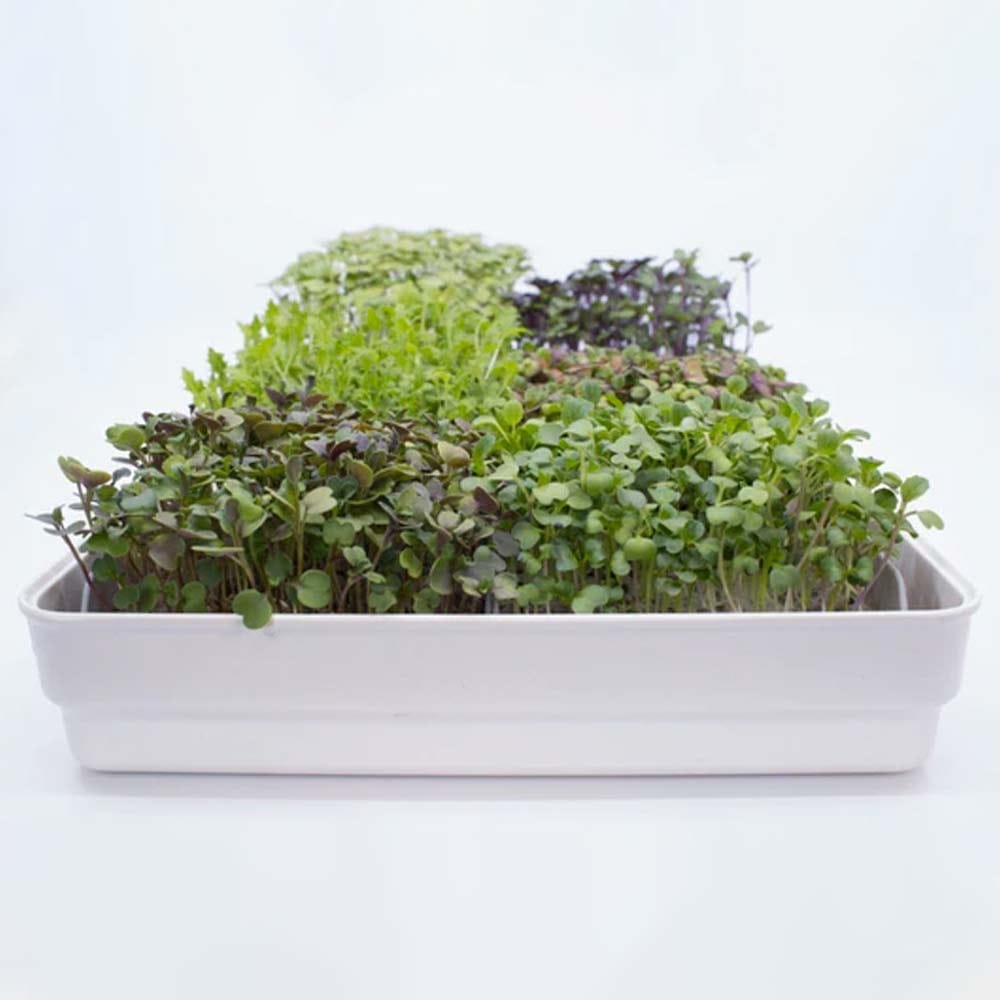 Micropod Seedmats - Mixed Pack 2 (pack of 12)