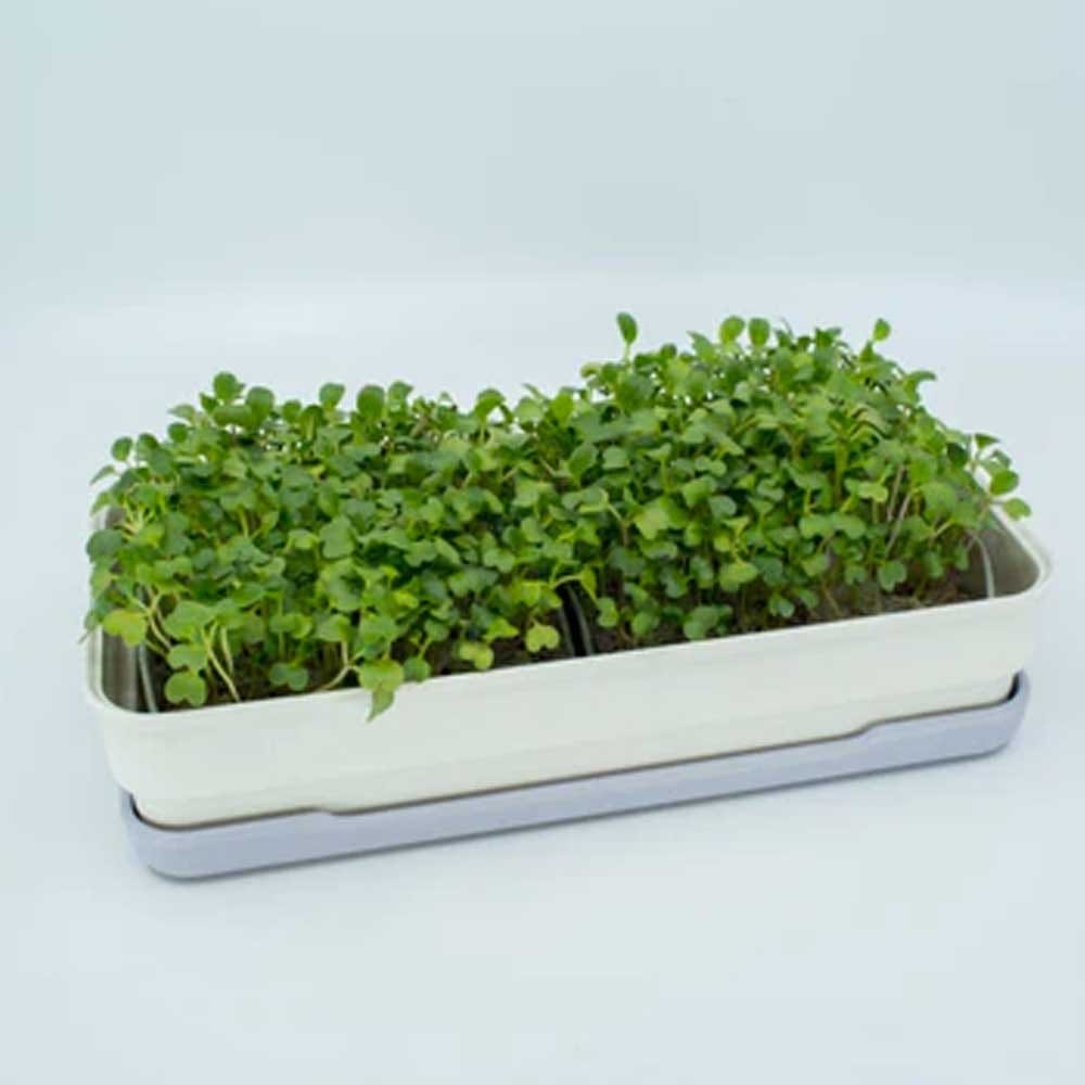 Micropod Seedmats - Pak Choi (pack of 12)