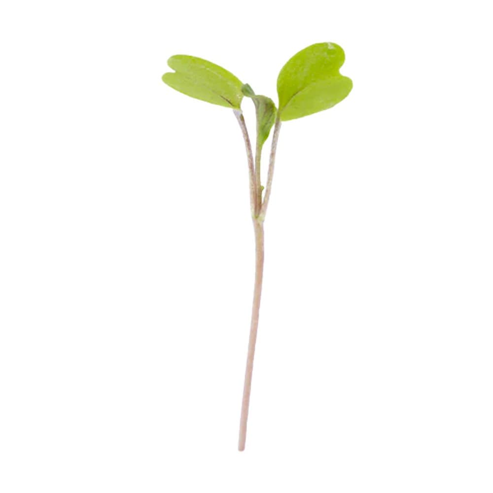 Micropod Seedmats - Rocket (pack of 12)