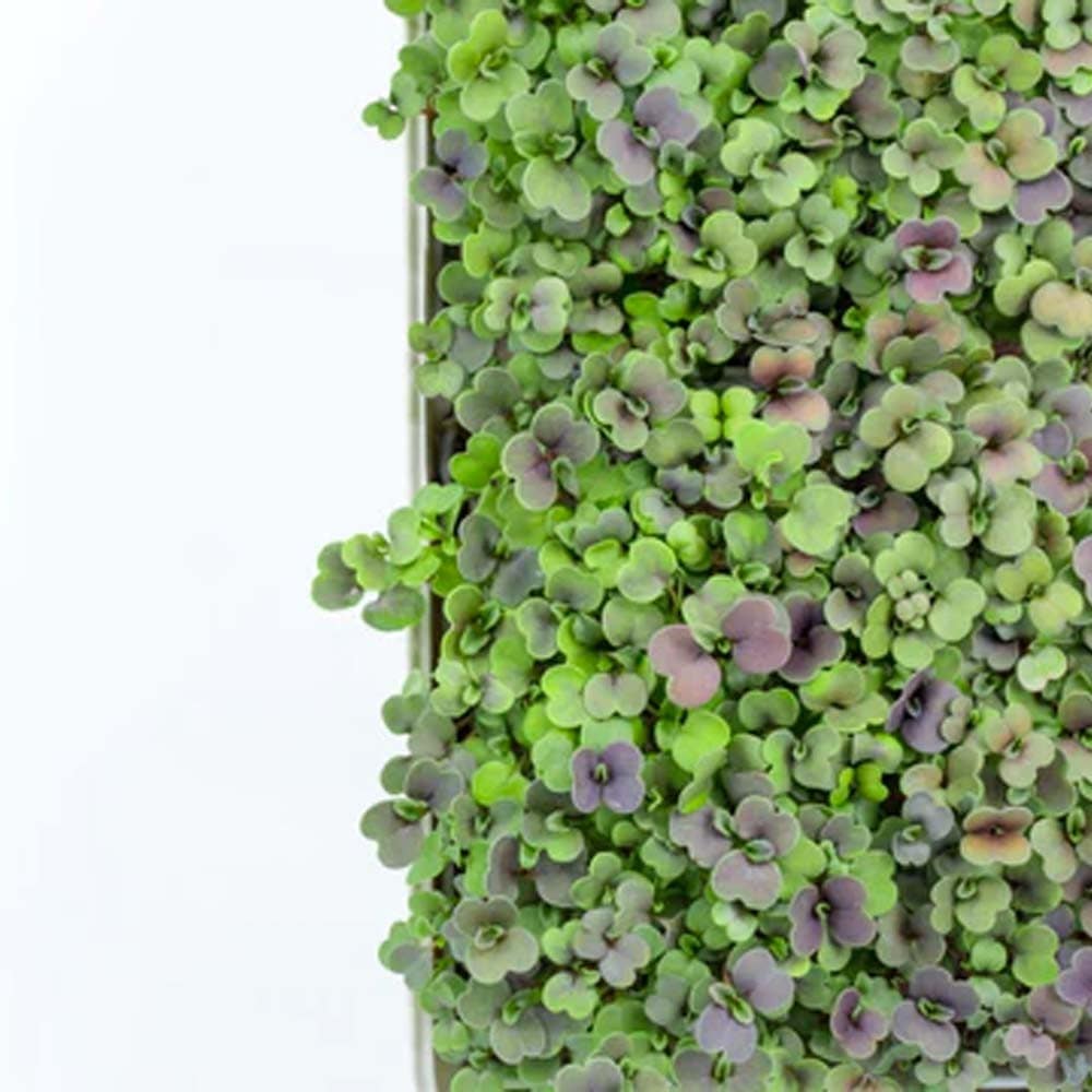 Micropod Seedmats - Rocket (pack of 12)