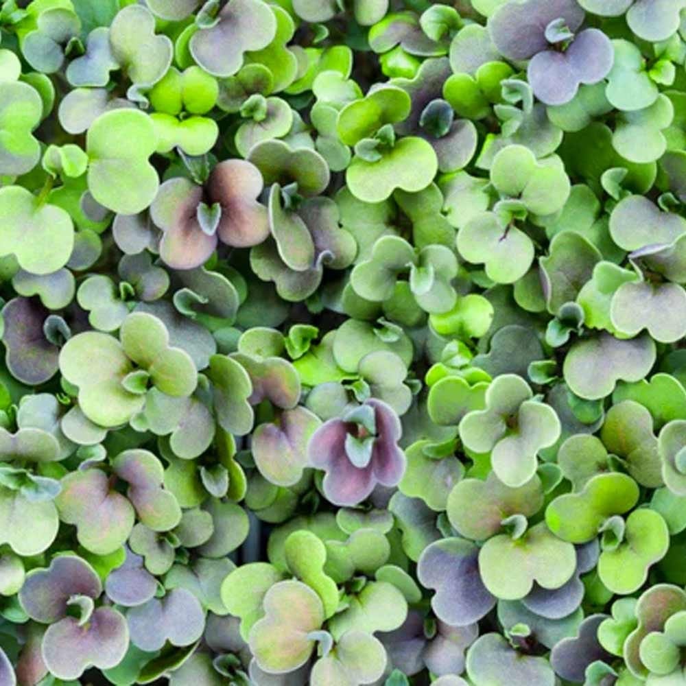 Micropod Seedmats - Rocket (pack of 12)