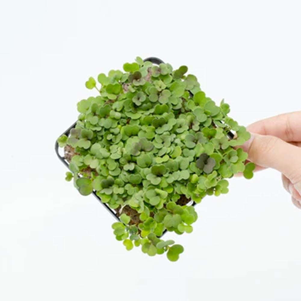 Micropod Seedmats - Rocket (pack of 12)