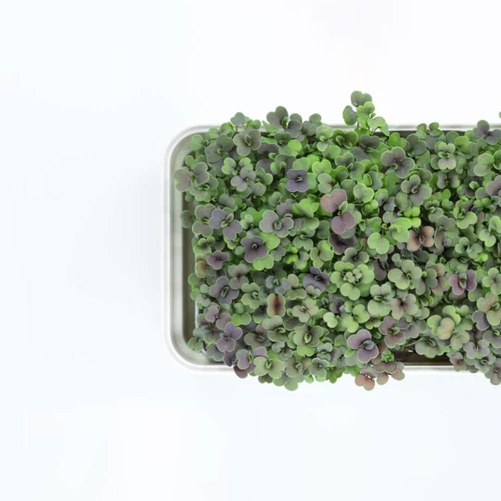 Micropod Seedmats - Rocket (pack of 12)