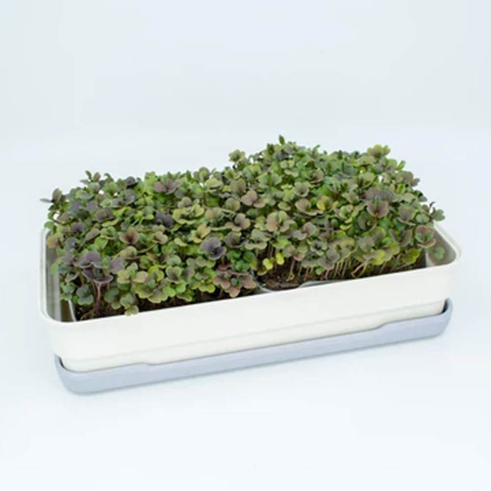 Micropod Seedmats - Rocket (pack of 12)