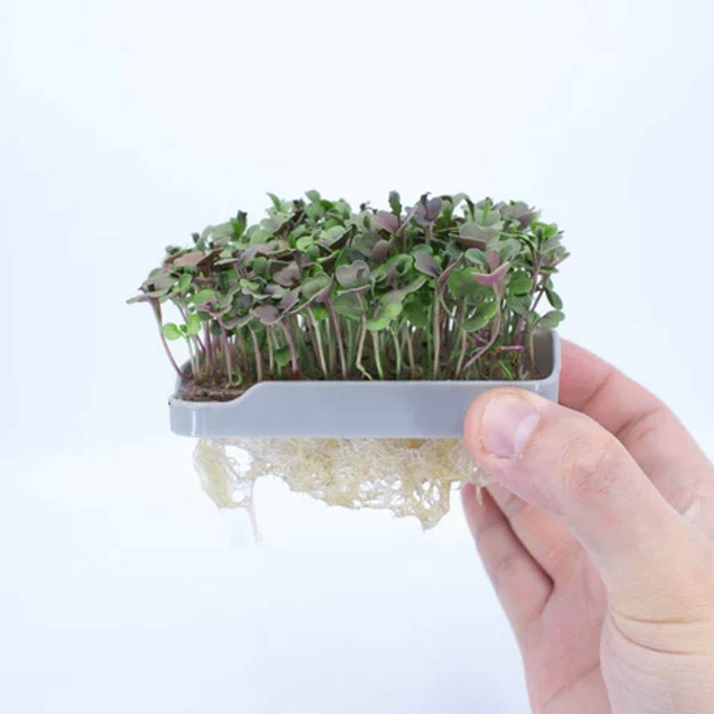 Micropod Seedmats - Rocket (pack of 12)
