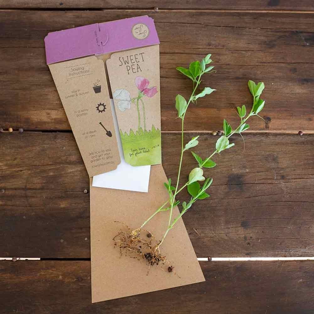 Sow 'n Sow Gift of Seeds Greeting Card - Sweet Pea