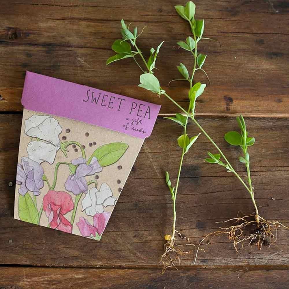 Sow 'n Sow Gift of Seeds Greeting Card - Sweet Pea