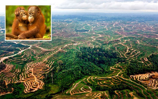 Which Soaps Use Palm Oil? What We Found at Coles & Woolworths