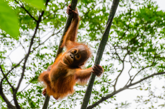 How to Choose Palm Oil Free Easter Eggs