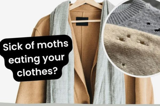Why Do Clothes Moths Keep Coming Back? How to Stop the Cycle