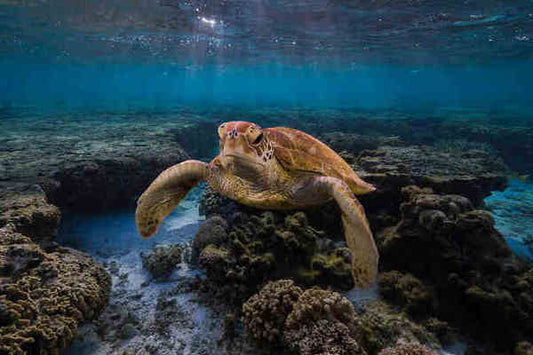 Celebrating SeaWeek: Meet Harriet & Woody of Grumpy Turtle Creative