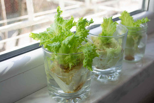 What vegetable scraps can you regrow in water?