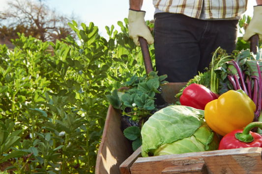 Spring Planting Guide - What To Plant Now in Australia