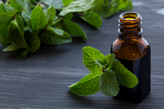 Natural Pest Control: How to Repel Pests Using Peppermint Oil