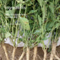SuperFeast Ashwagandha (90 Caps)