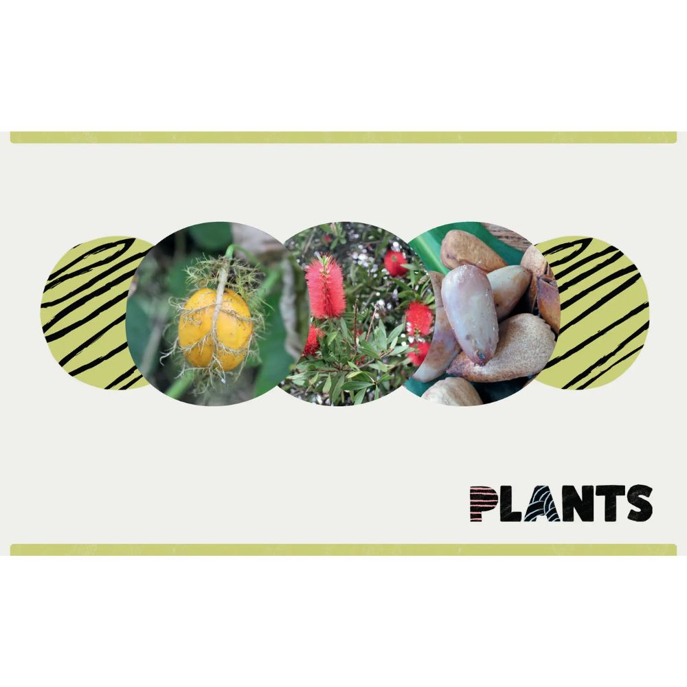 Bush Tukka Guide For Kids