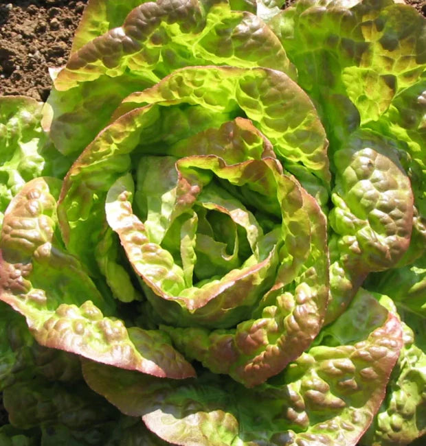 Little Veggie Patch Heirloom Seeds - Lettuce (Mignonette Bronze)