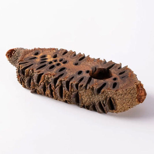 Banksia Aroma Pod & Essential Oil STAND