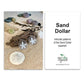 Good Do Good Hook Earrings - Sand Dollar