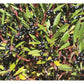 Tasmanian Devil Freeze Dried Mountain Pepperberries 15g