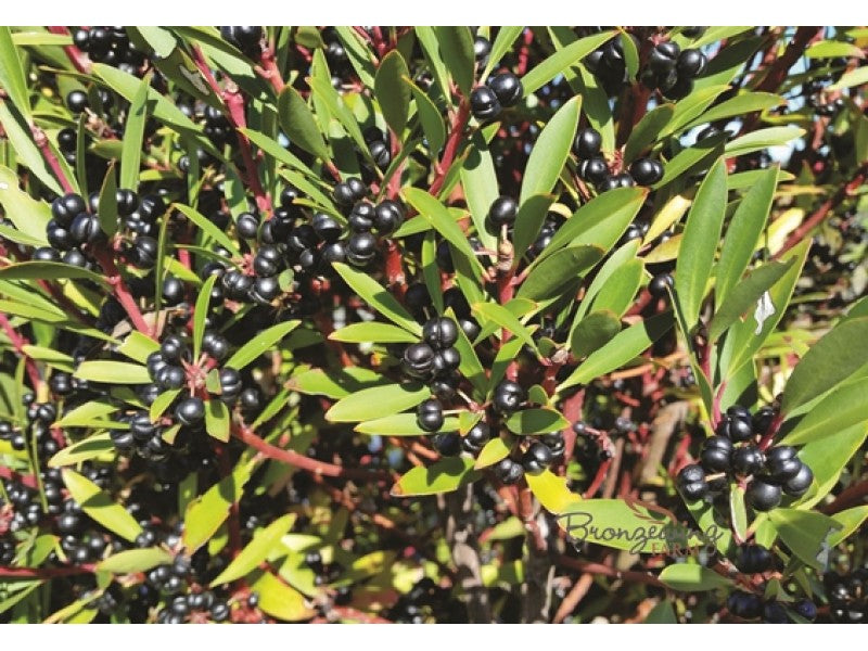 Tasmanian Devil Freeze Dried Mountain Pepperberries 15g