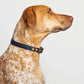 Animals In Charge All Weather Dog Collar - Navy Brass