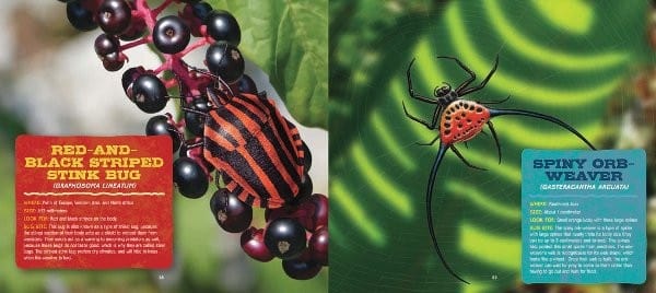 Discovering Bugs