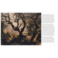 Forest - Walking Among Trees