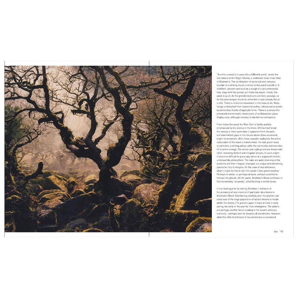 Forest - Walking Among Trees