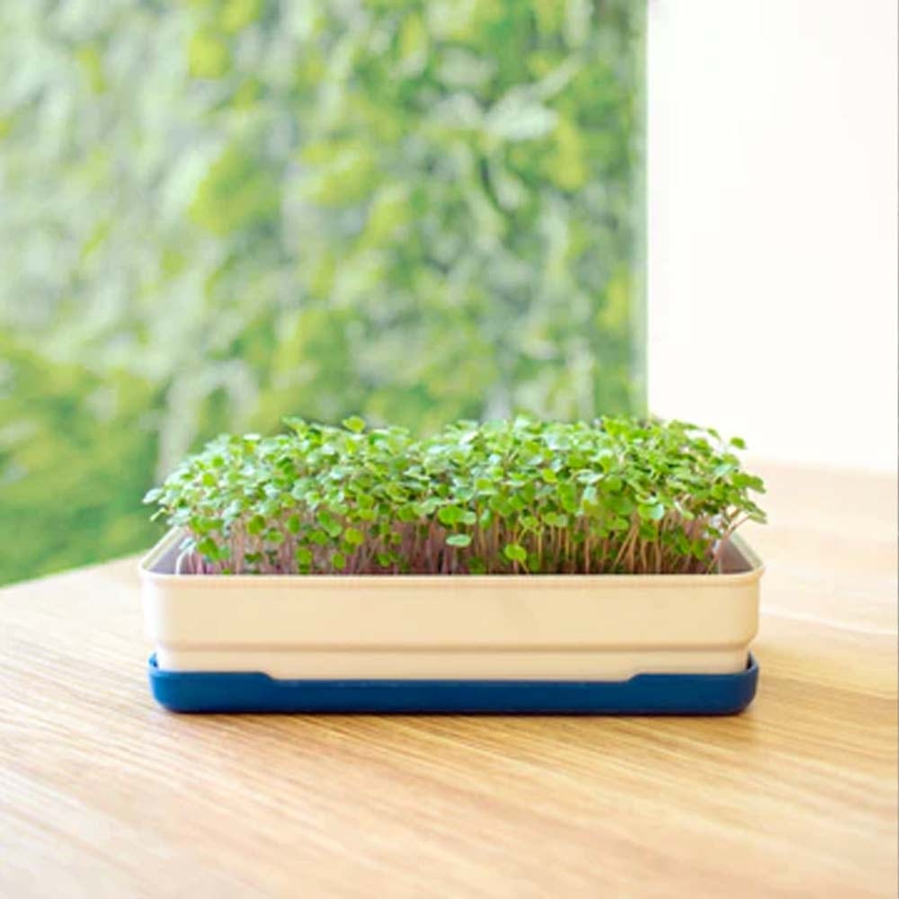 Micropod Microgreen Starter Kit - Charcoal