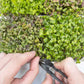 Micropod Seedmats - Mixed Pack 2 (pack of 12)