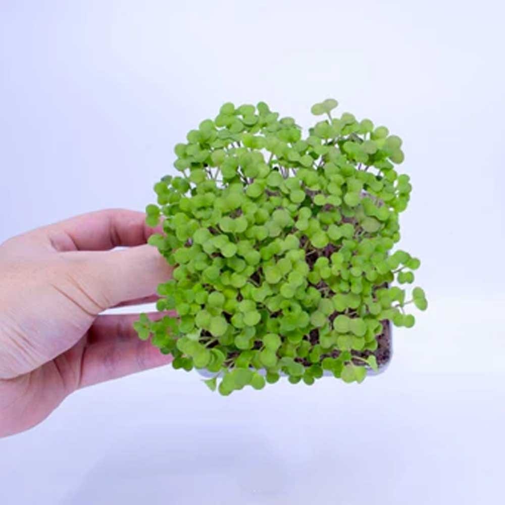 Micropod Seedmats - Mixed Pack 2 (pack of 12)
