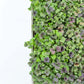 Micropod Seedmats - Rocket (pack of 12)
