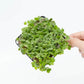 Micropod Seedmats - Rocket (pack of 12)