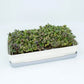 Micropod Seedmats - Rocket (pack of 12)