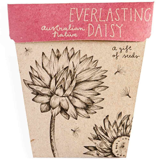 Sow 'n Sow Gift of Seeds Greeting Card - Native Everlasting Daisy